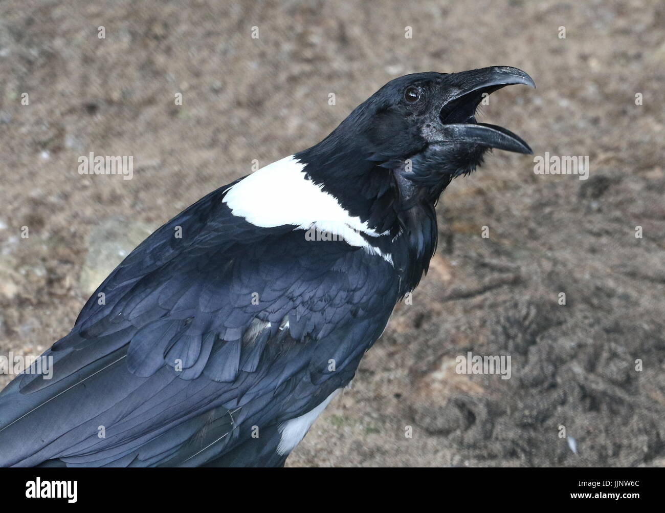 African Pied crow (Corvus albus), un piccolo di crow-dimensionato raven nativa per l'Africa subsahariana. Foto Stock