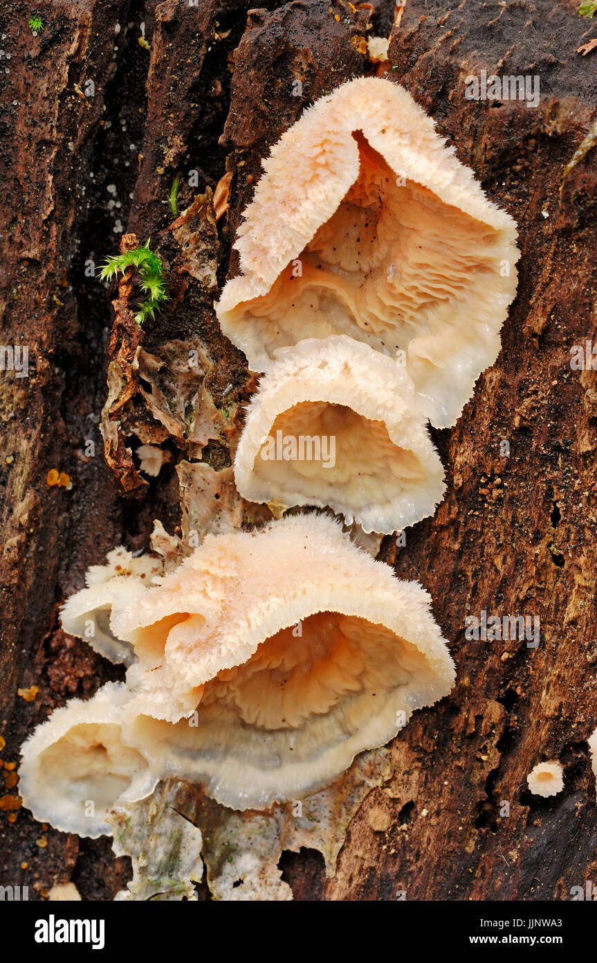 Fungo White-Rot, Paesi Bassi / (Merulius tremellosus, Phlebia tremellosa) / Jelly Rot | Gallertfleischiger Faeltling, Niederlande Foto Stock
