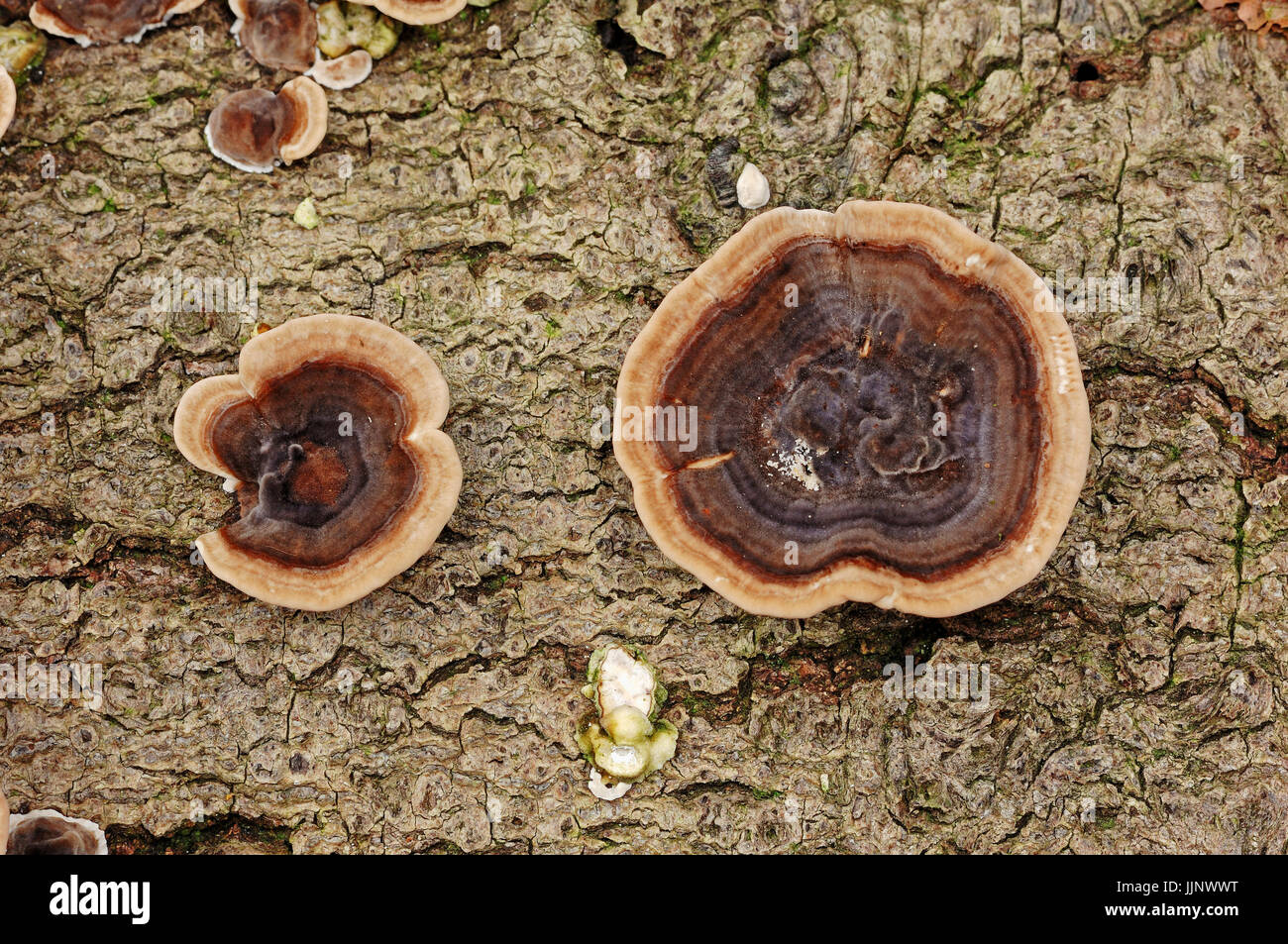 La Turchia fungo di coda / (Trametes versicolor, Coriolus versicolor, Polyporus versicolor) / Molti-zoned Polypore Foto Stock