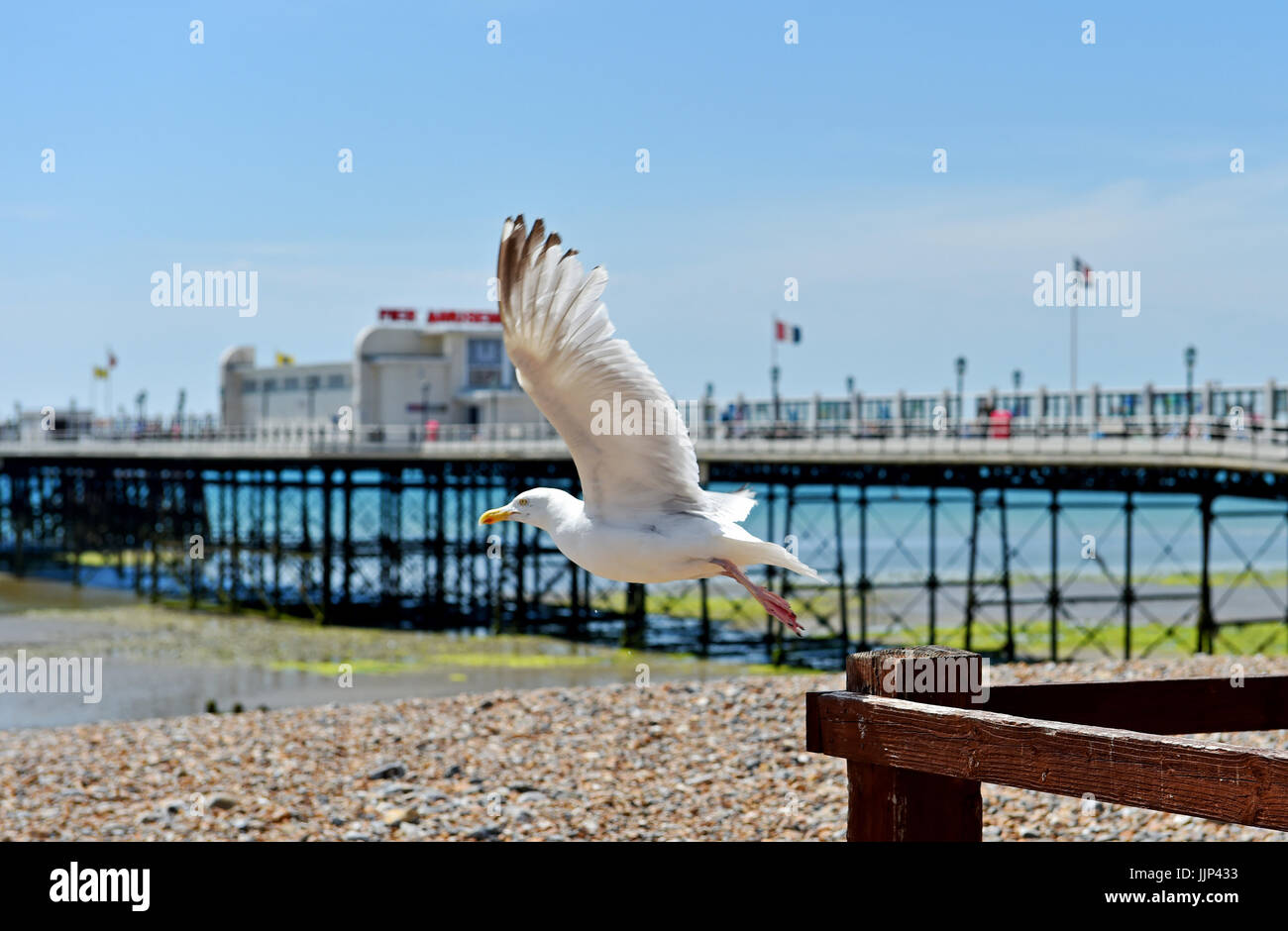 Worthing West Sussex Regno Unito - Worthing Pier con aringa Gabbiano seagull in primo piano fotografia scattata da Simon Dack Foto Stock