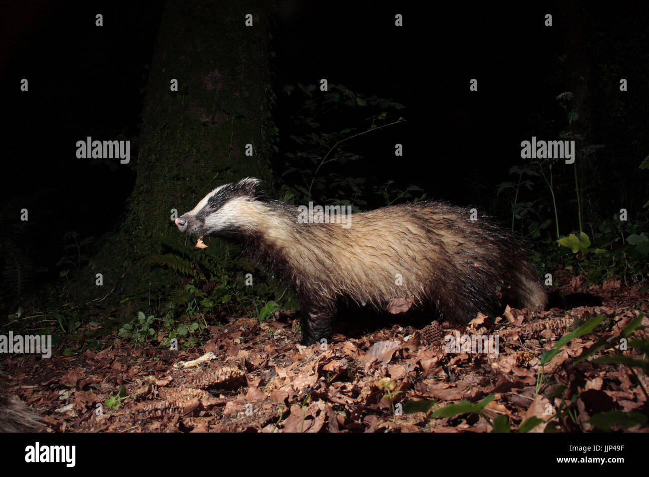 Meles meles Foto Stock