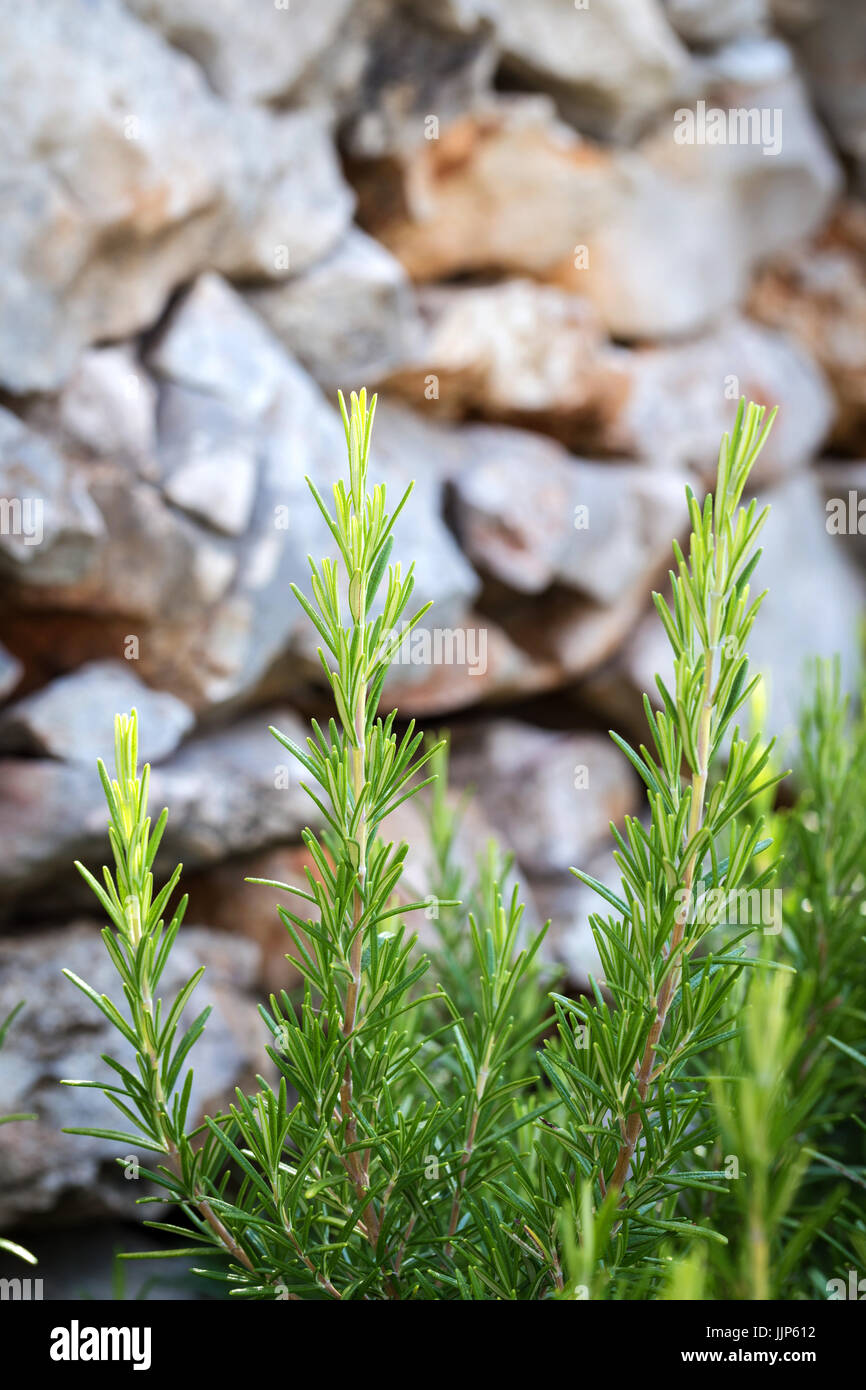 Rosmarino - erbe aromatiche caratteristico per la cucina mediterranea Foto Stock