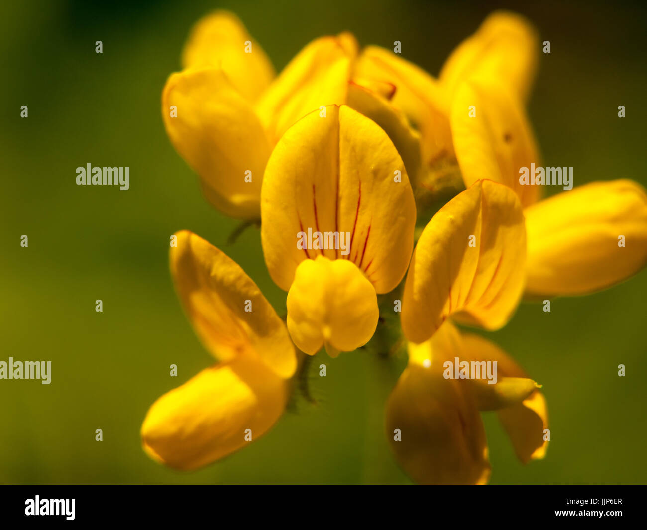 Incantevole e crescente in erba gialla fiore selvatico (Lotus corniculatus) fino vicino; Essex, Regno Unito Foto Stock