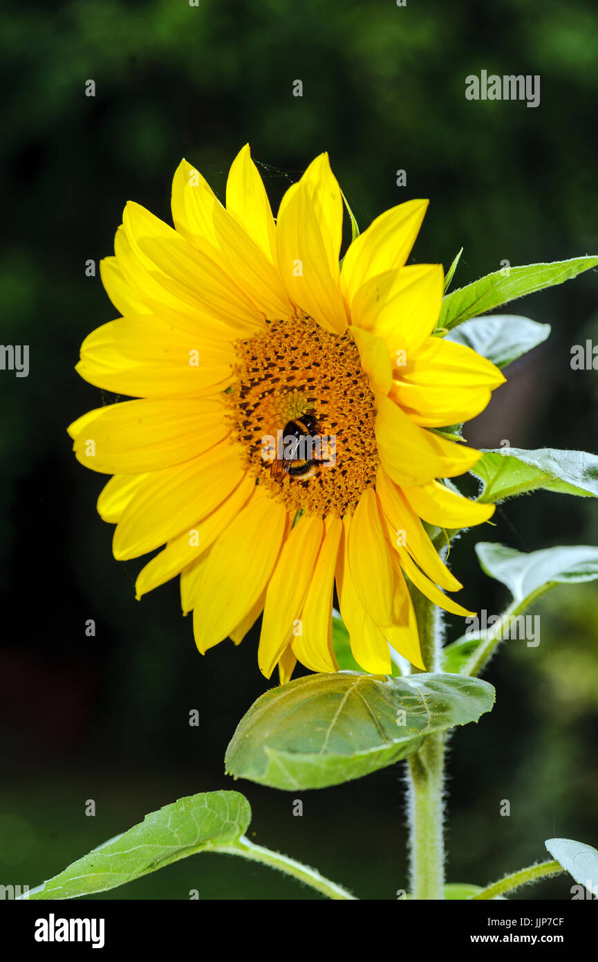 Giardino Bumblebee su un girasole Foto Stock