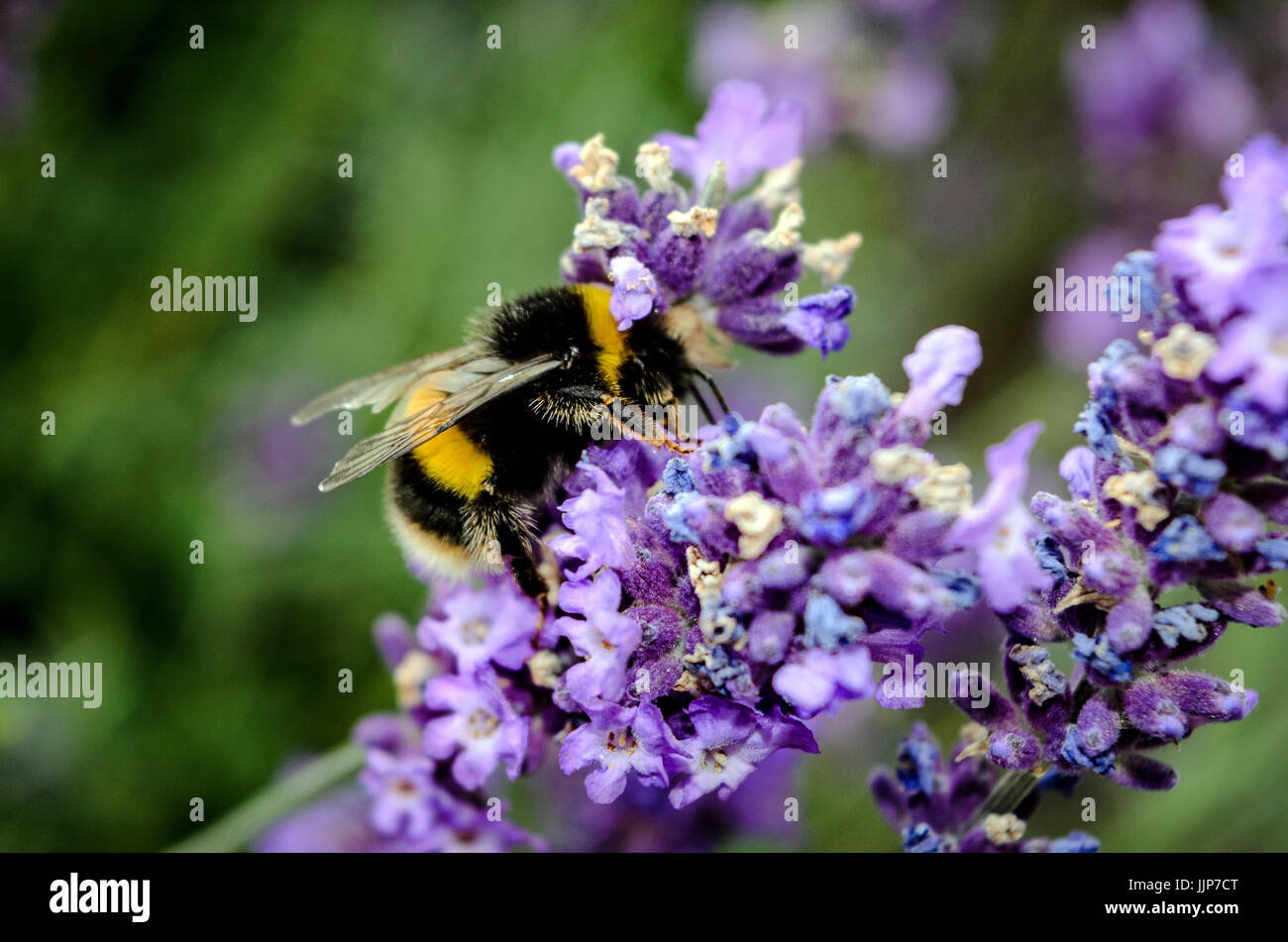 Bumble Bee sulla Lavanda Foto Stock