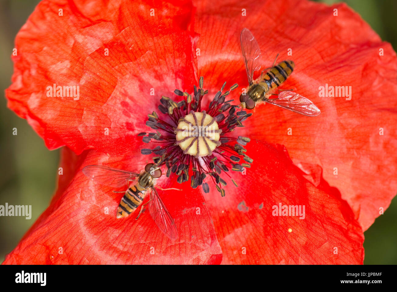 Hoverfly, Episyrphus balteatus, alimentazione dal fiore rosso di una lunga con testa di papavero, Papaver dubium, Berkshire, Luglio Foto Stock
