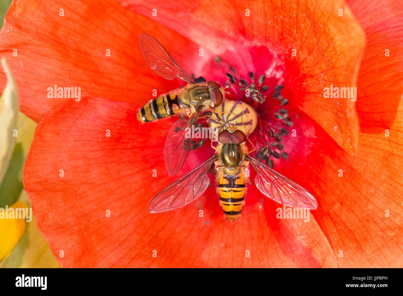 Hoverfly, Episyrphus balteatus, alimentazione dal fiore rosso di una lunga con testa di papavero, Papaver dubium, Berkshire, Luglio Foto Stock