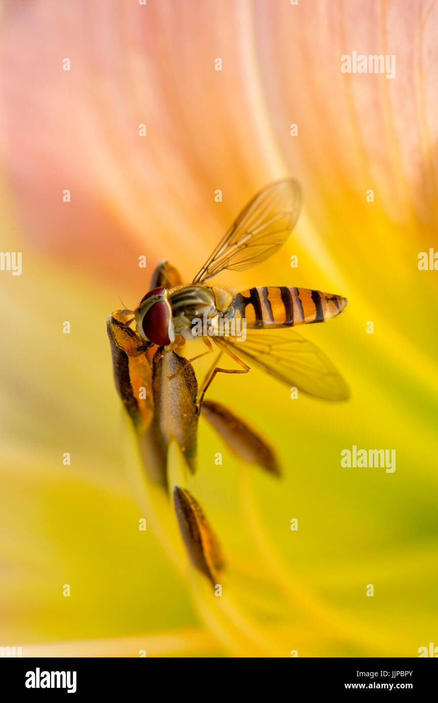 Hoverfly, Episyrphus balteatus, alimentazione da la rosa e giallo fiore di un giglio di giorno, Hemerocallis, Berkshire, Luglio Foto Stock