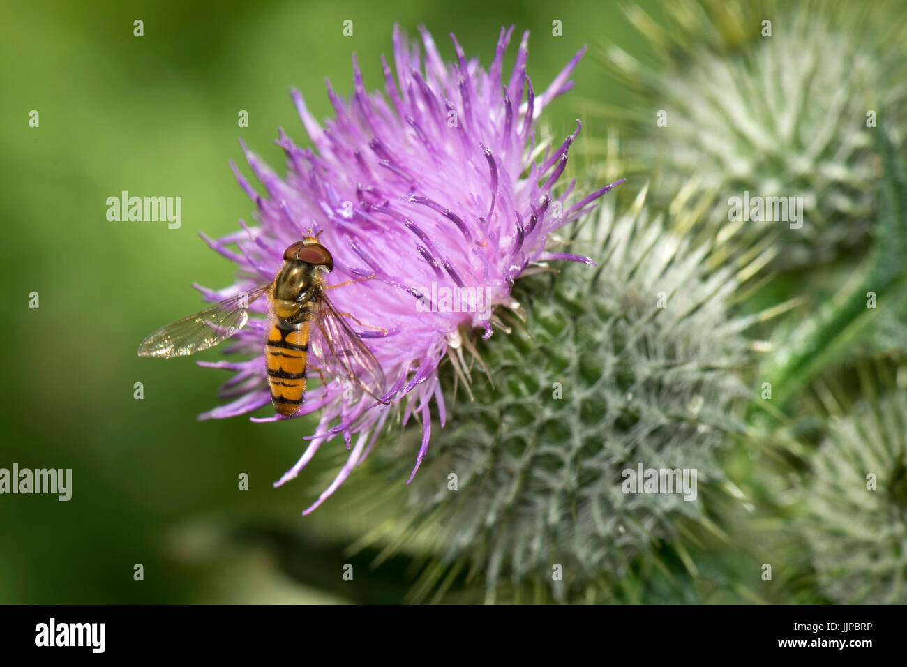 Sorvola di marmellata (Episyrphus balteatus) che si nutre del fiore viola di un cardo di lancia (Cirsium vulgare), Berkshire, luglio Foto Stock