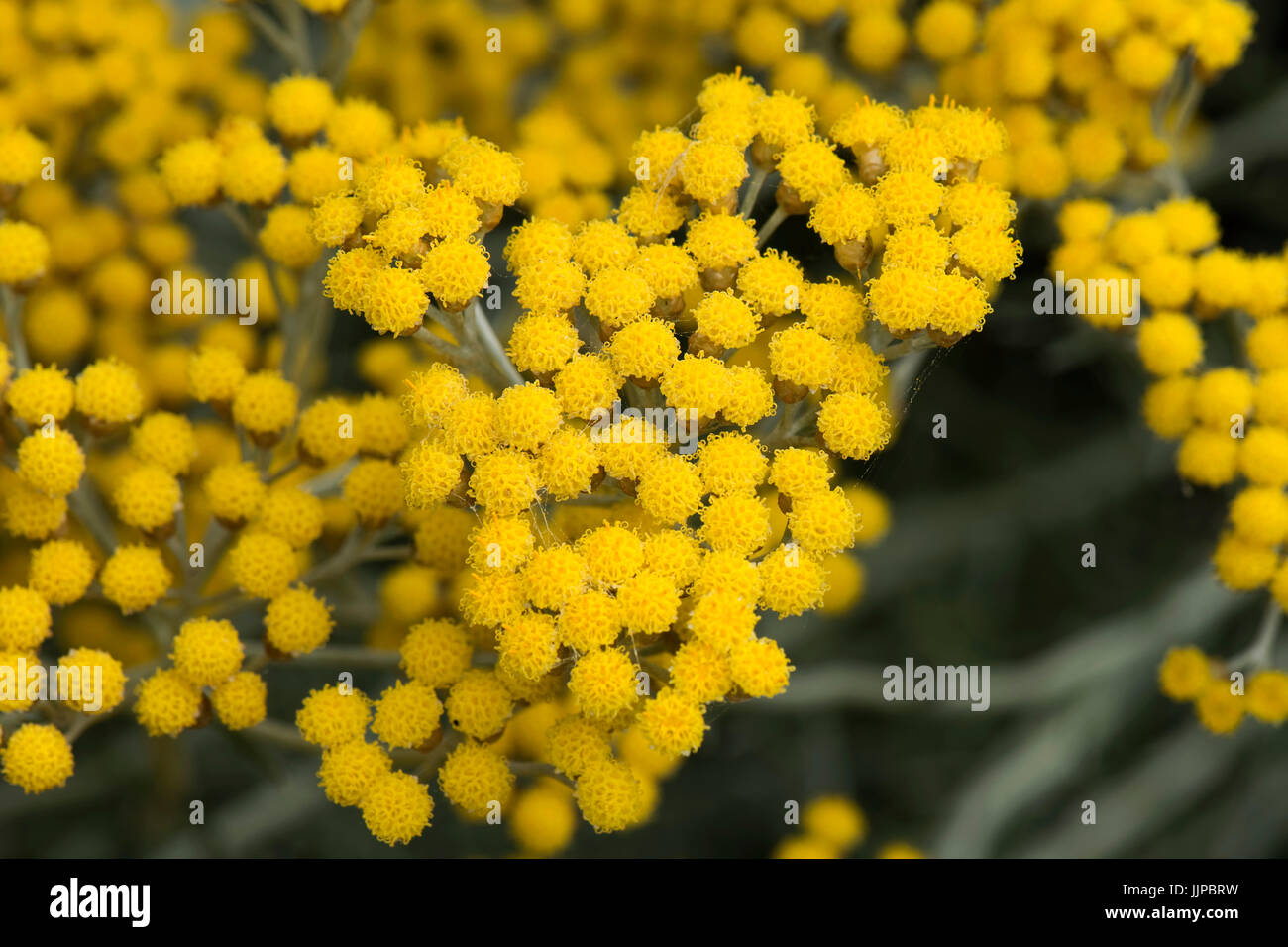 Piccoli fiori singoli sull'infiorescenza di un giallo curry impianto, Helichrysum italicum, fortemente il giardino pungente rockery impianto, Luglio Foto Stock