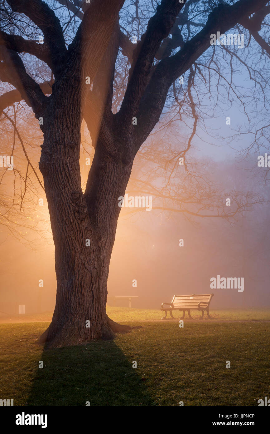 Foggy inverno sera presso la Queen's Park in Brighton. Foto Stock