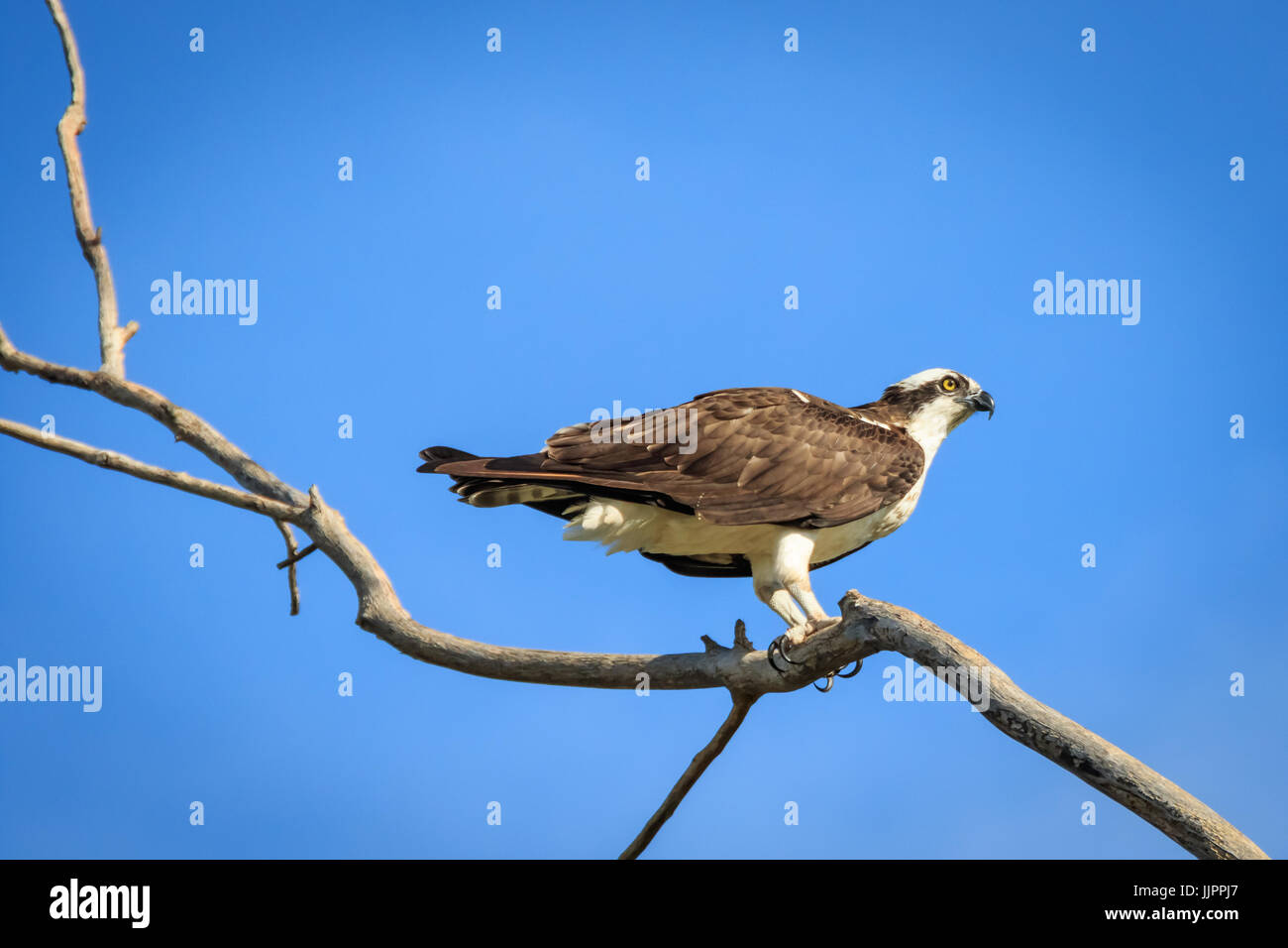 Un Osprey si siede in cima a un albero morto in un lago locale. Foto Stock