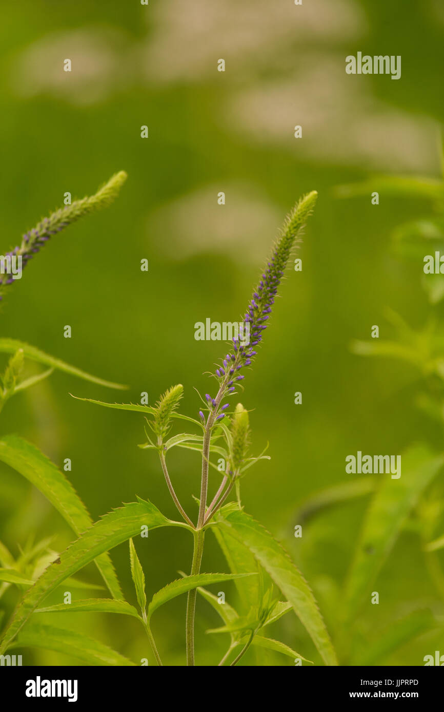 Una bella longleaf speedwell fioritura in un prato estivo. Veronica Longofolia. Foto Stock