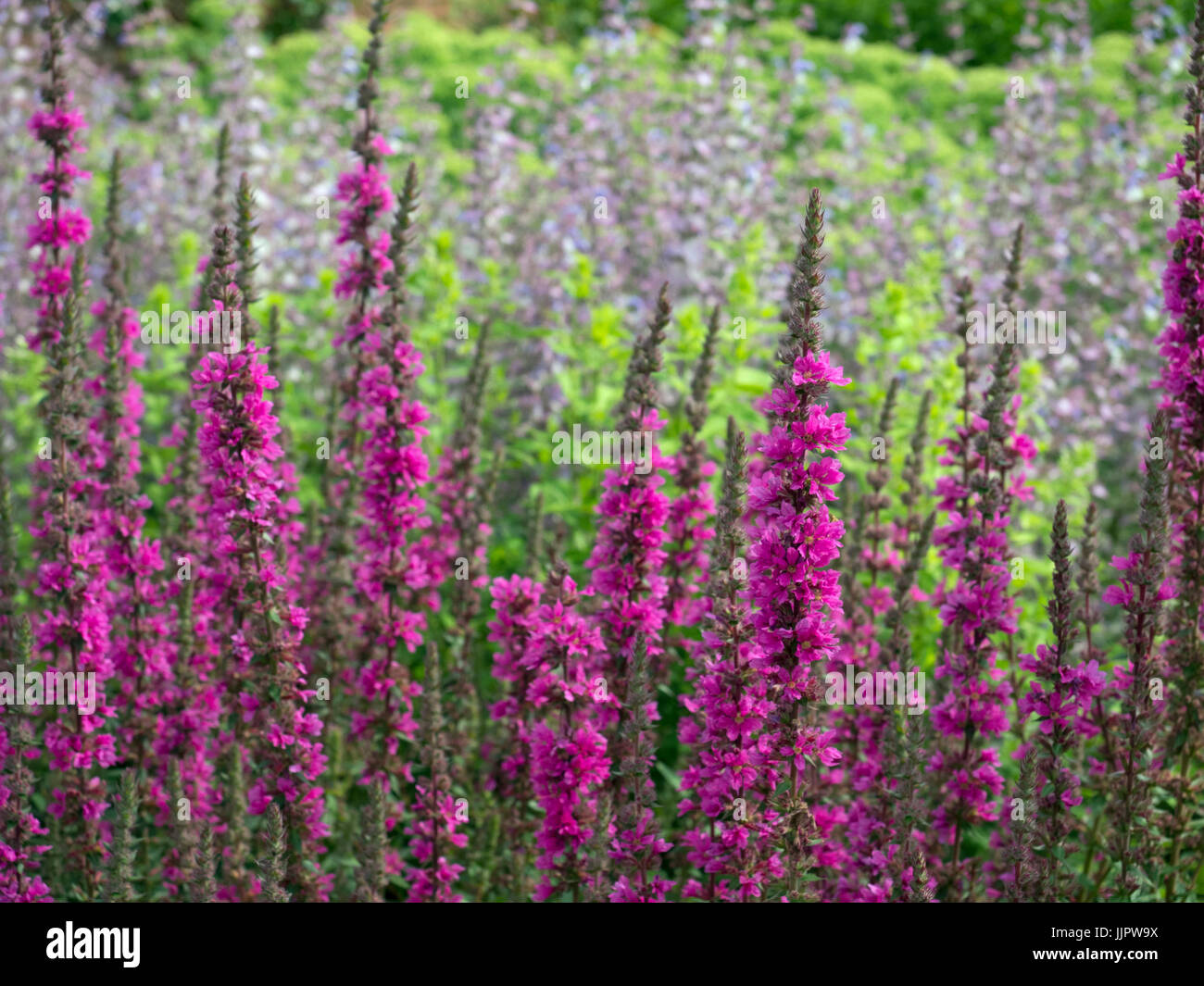 Lythrum virgatum 'Dropmore viola' e dietro la Salvia turkestanica in bordo del giardino Foto Stock