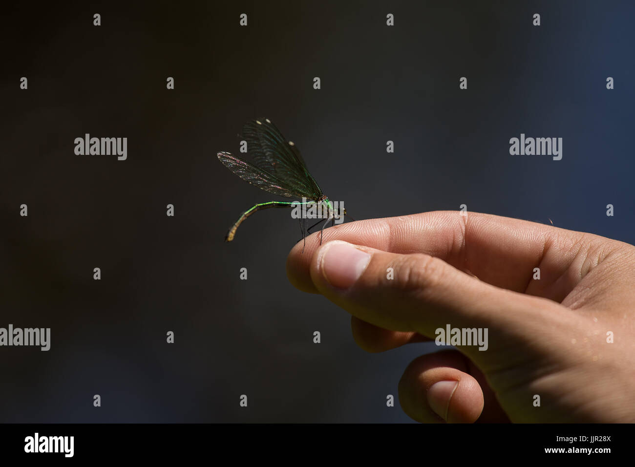 Un bel blu dragonfly seduto su una mano vicino al fiume. Vivace scenario estivo. Foto Stock