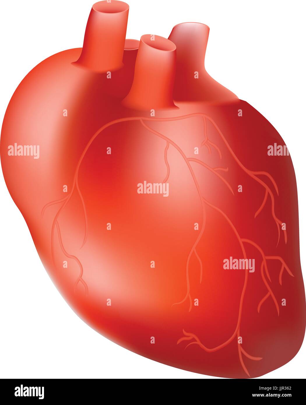 Il cuore umano. Organo interno. Concetto di anatomia isolato su uno sfondo bianco. Realistico illustrazione vettoriale. Illustrazione Vettoriale