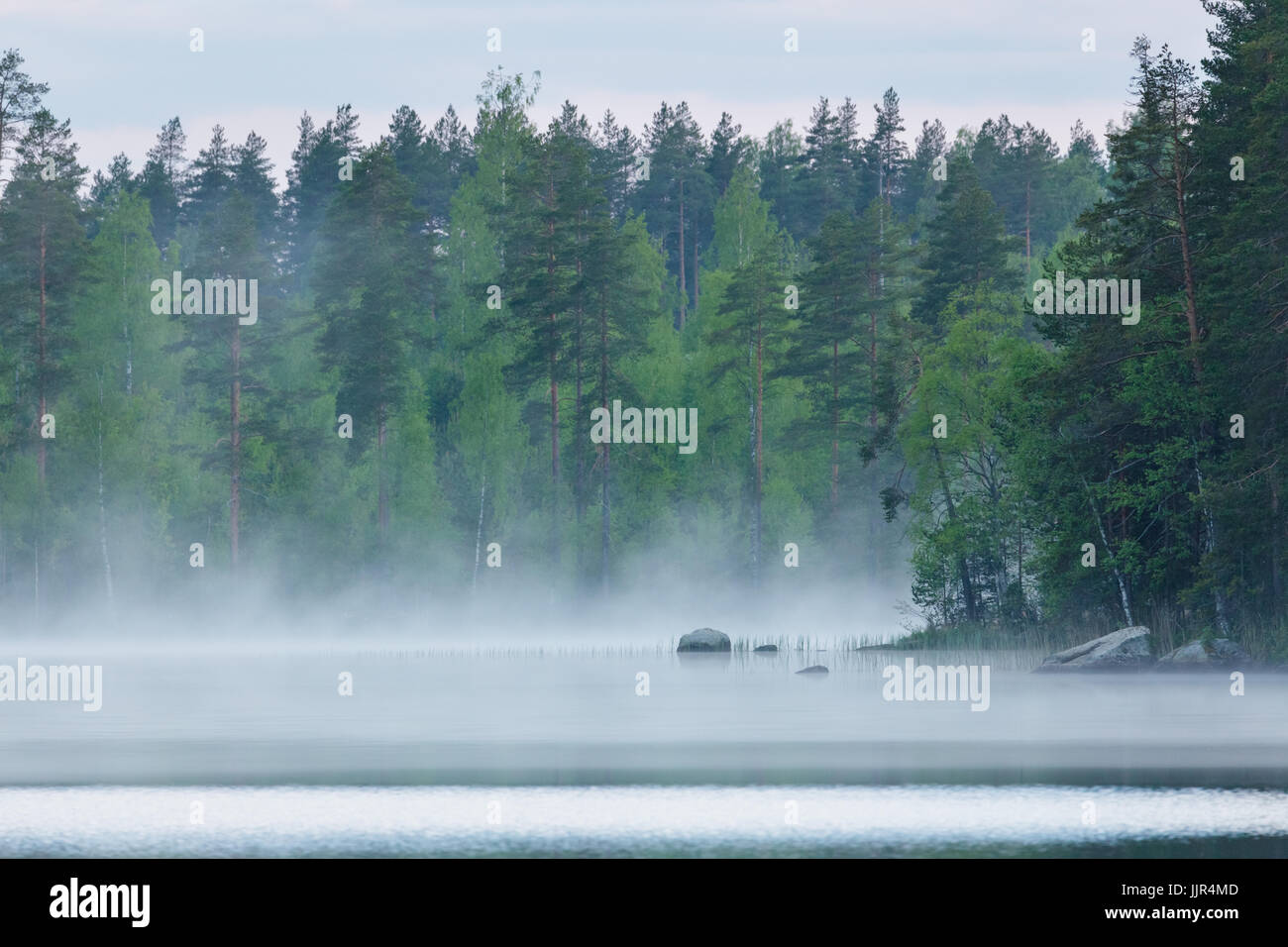 La nebbia lago calmo e foresta a notte estiva Foto Stock