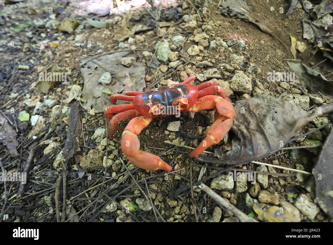 Un unico granchio rosso sull'Isola di Natale, un territorio australiano nell'Oceano Indiano Foto Stock