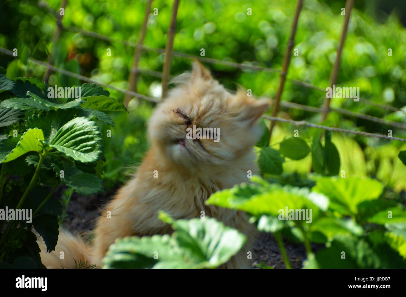 Gatto persiano starnuti tra cespugli di fragole. Foto Stock
