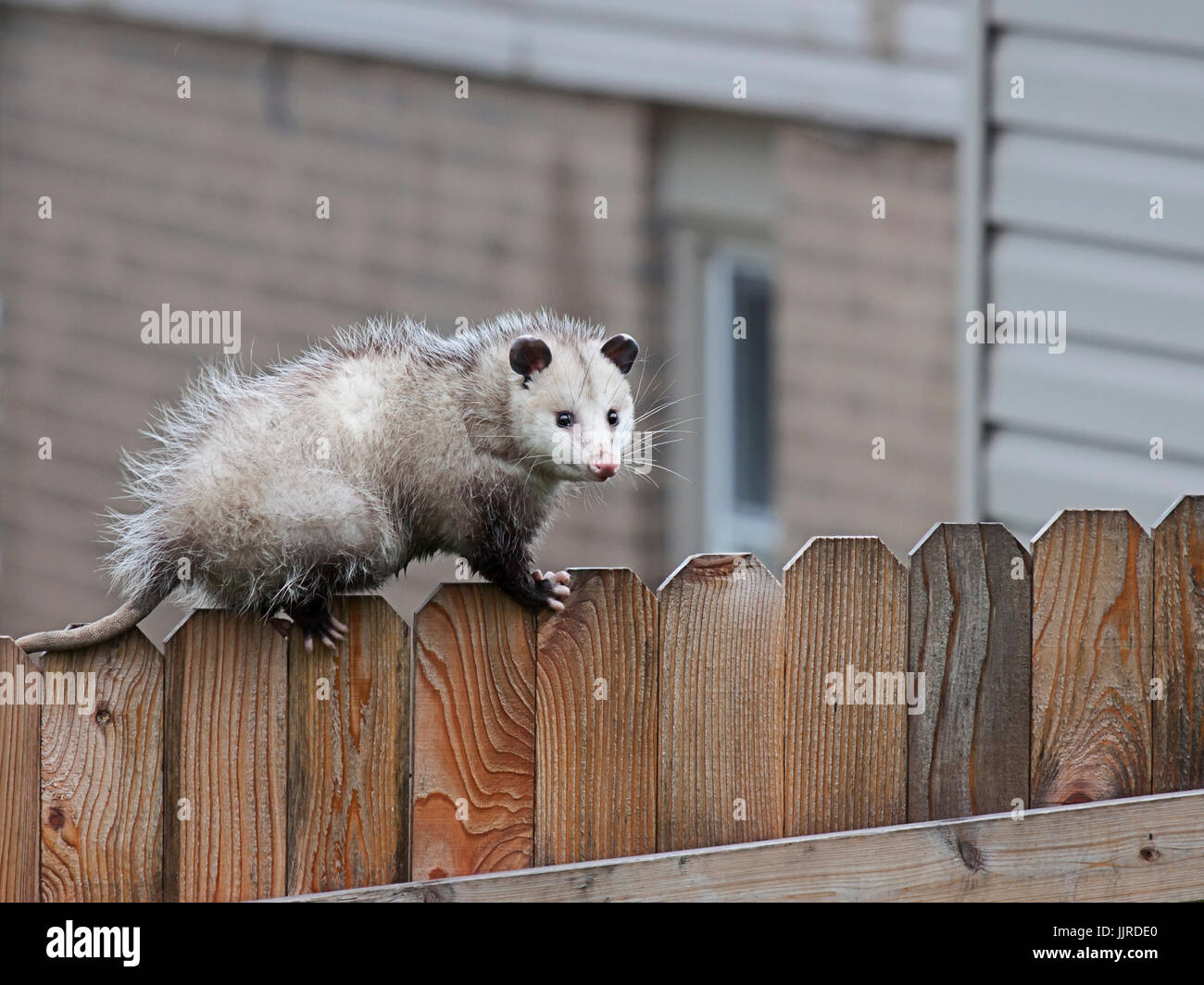 Con la precisione di equilibrio, un opossum utilizza artigli affilati e coda spinosa per raggiungere la sommità di una Picket Fence. Foto Stock
