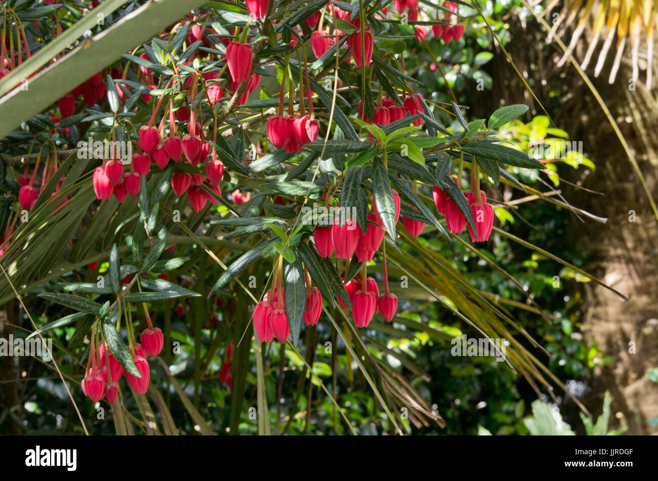 Crinodendron hookerianum Foto Stock
