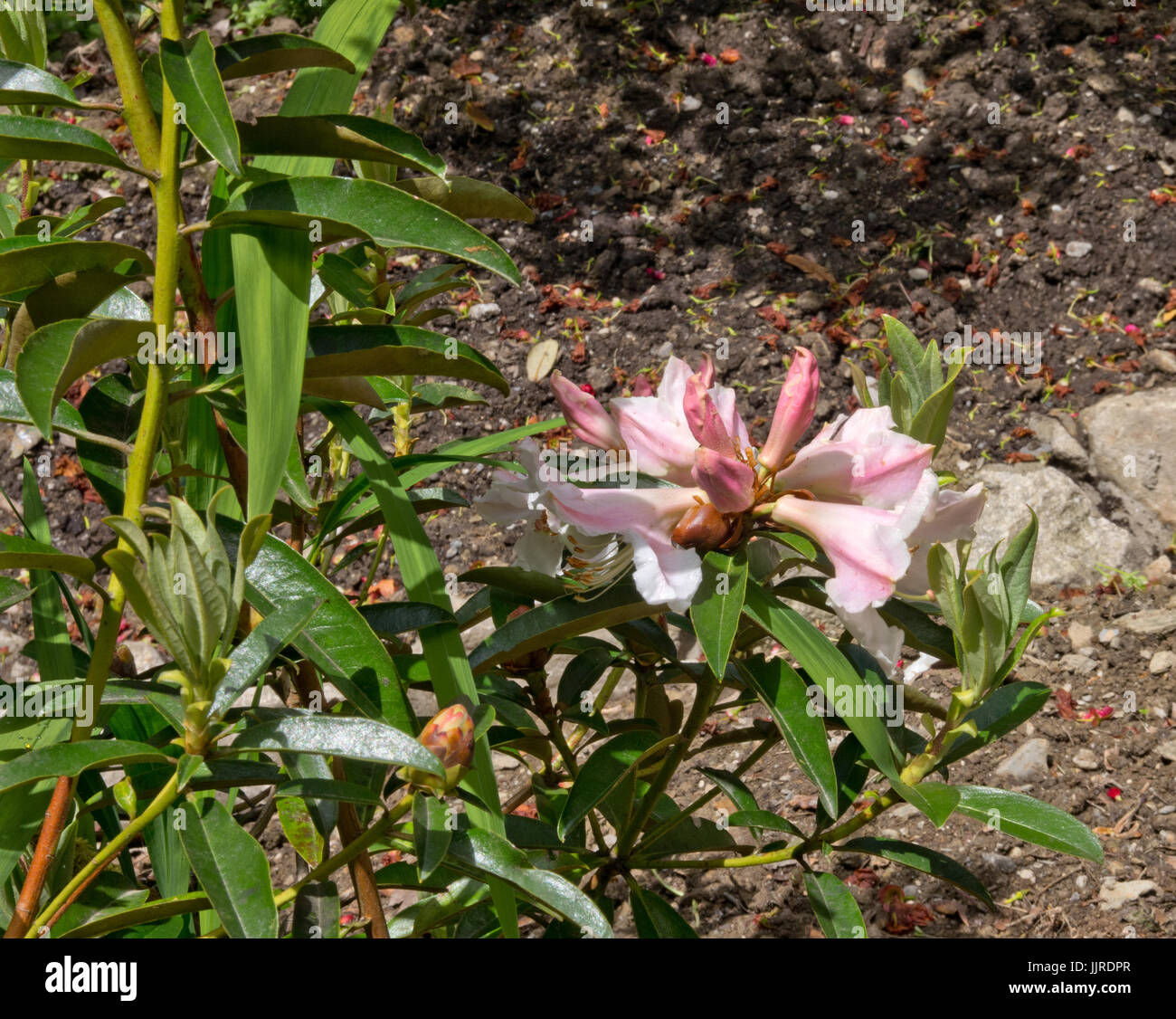 Rhododendron polyandrum Foto Stock