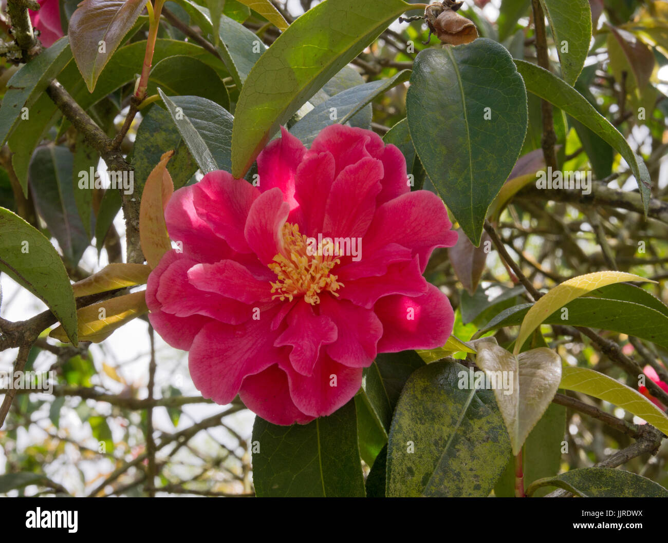 Camellia Reticulata capitano Rawes Foto Stock