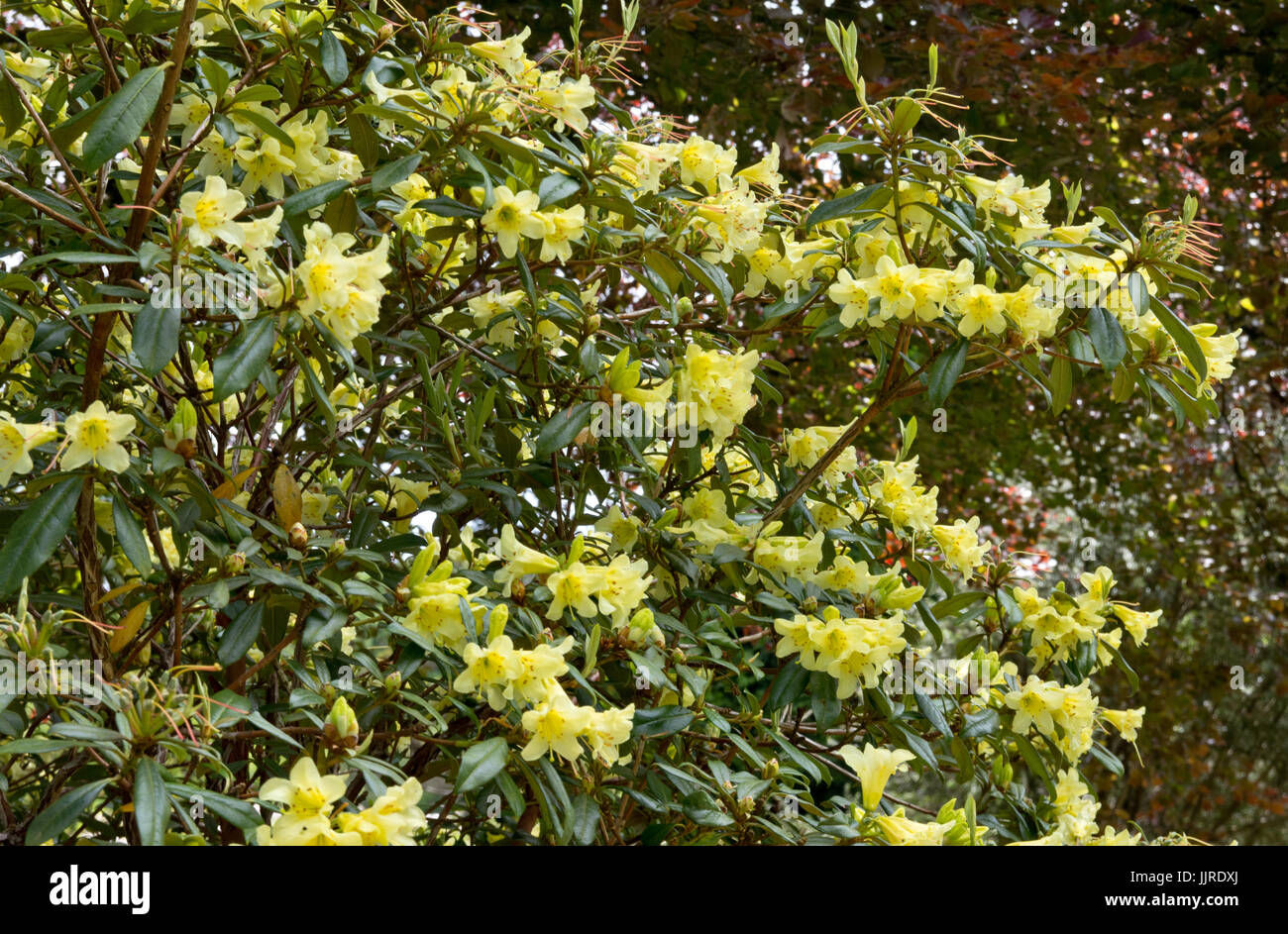 Lo zafferano di rododendro Regina Foto Stock