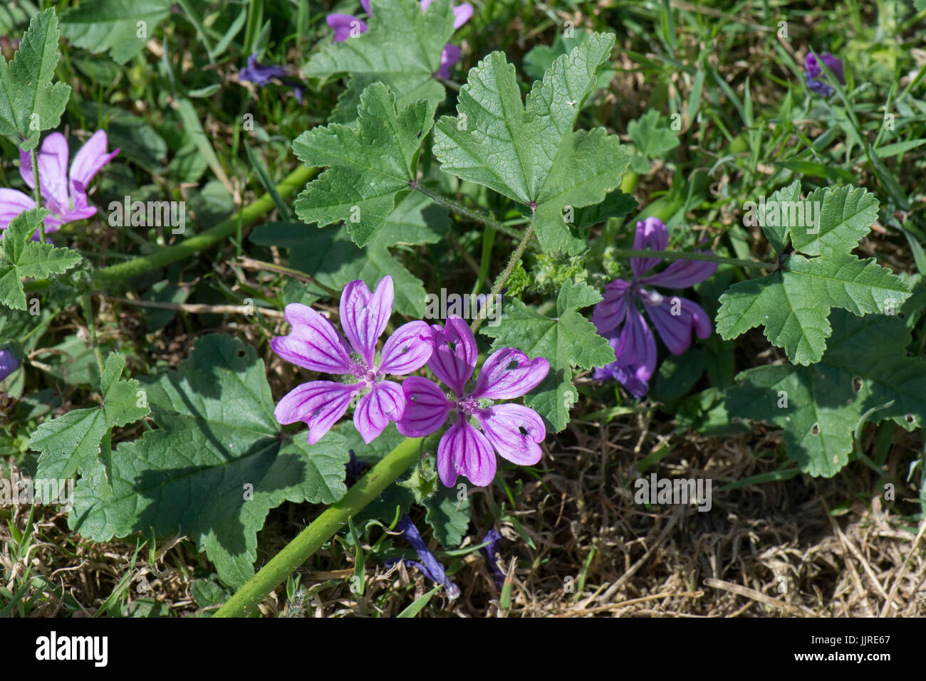 Malva fiori viola con venature scure su un prostrati forma di comune malva, Malva Sylvestris, Berkshire, Giugno Foto Stock