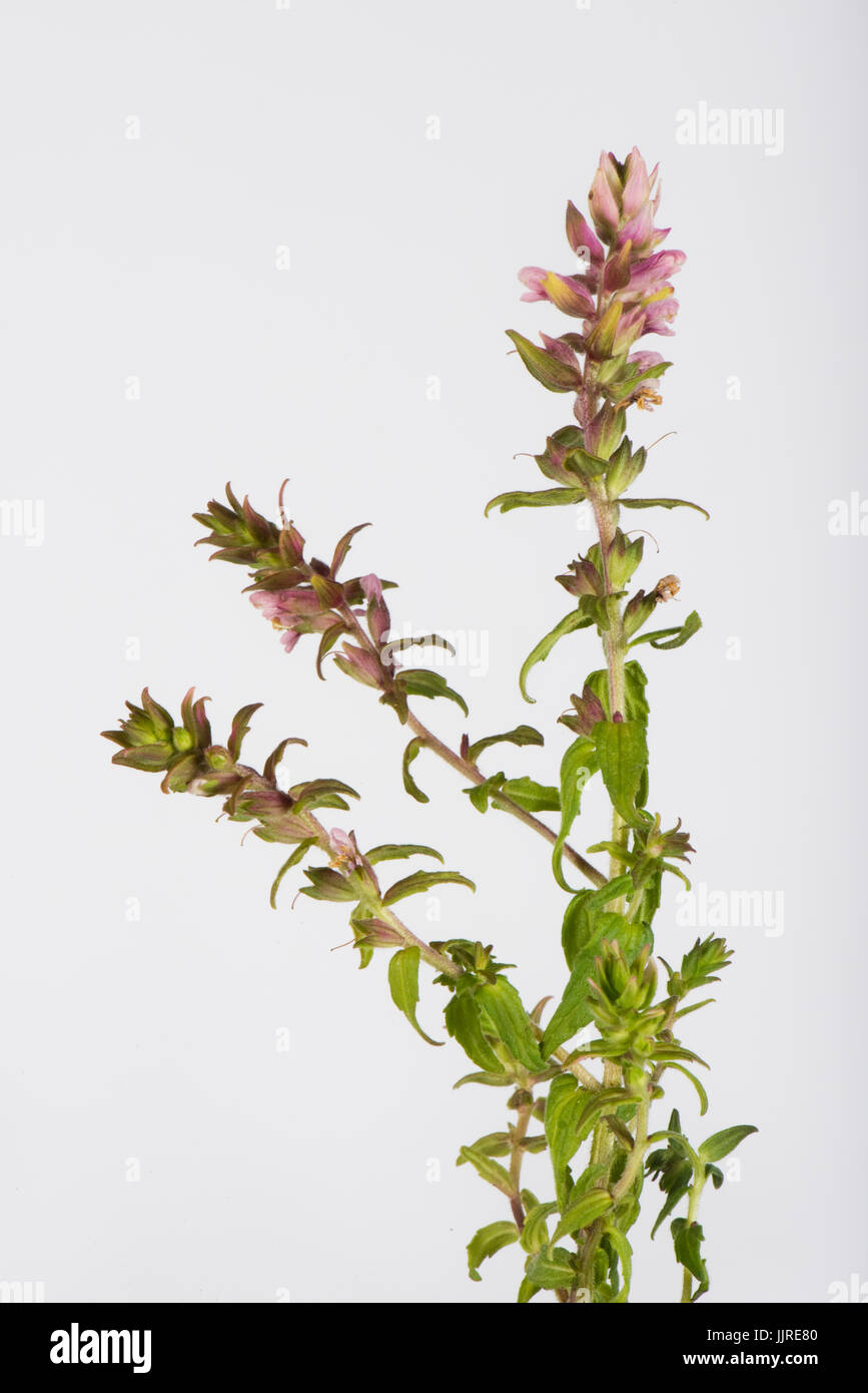 Flower spike di rosso bartsia, Odontites vernus, un parassita parziale di erba contro uno sfondo bianco, Berkshire, Luglio Foto Stock