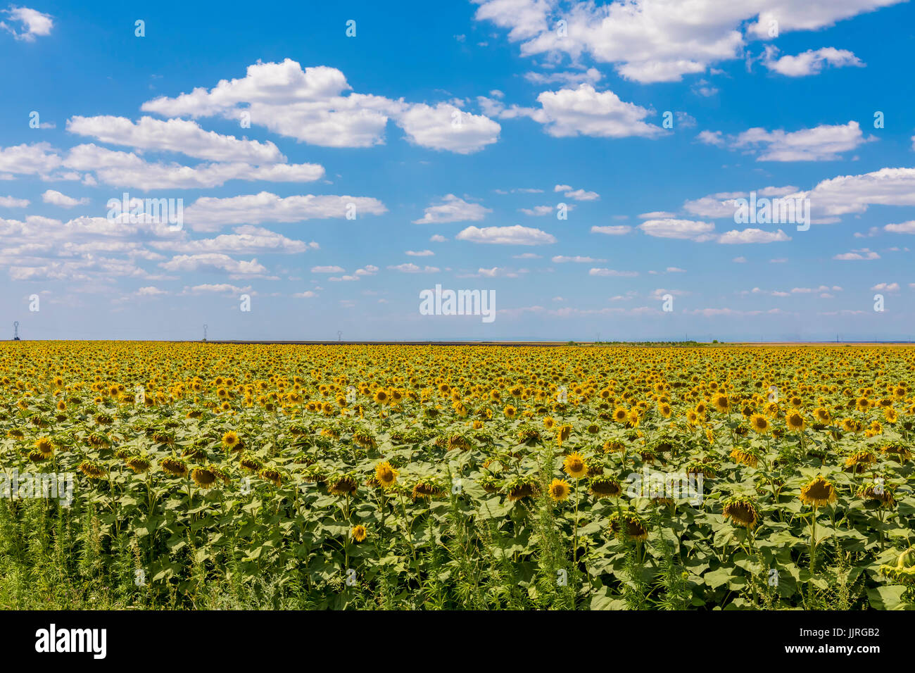 Campo di girasoli in fiore su un cielo blu con nuvole. Sfondo colorato girasoli a bright estate Foto Stock