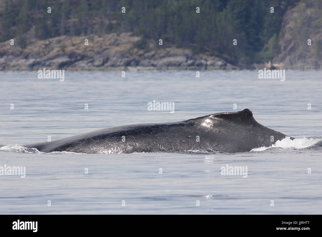 Femmina adulta Humpback Whale affioranti nei pressi di Quadra Island, British Columbia Foto Stock