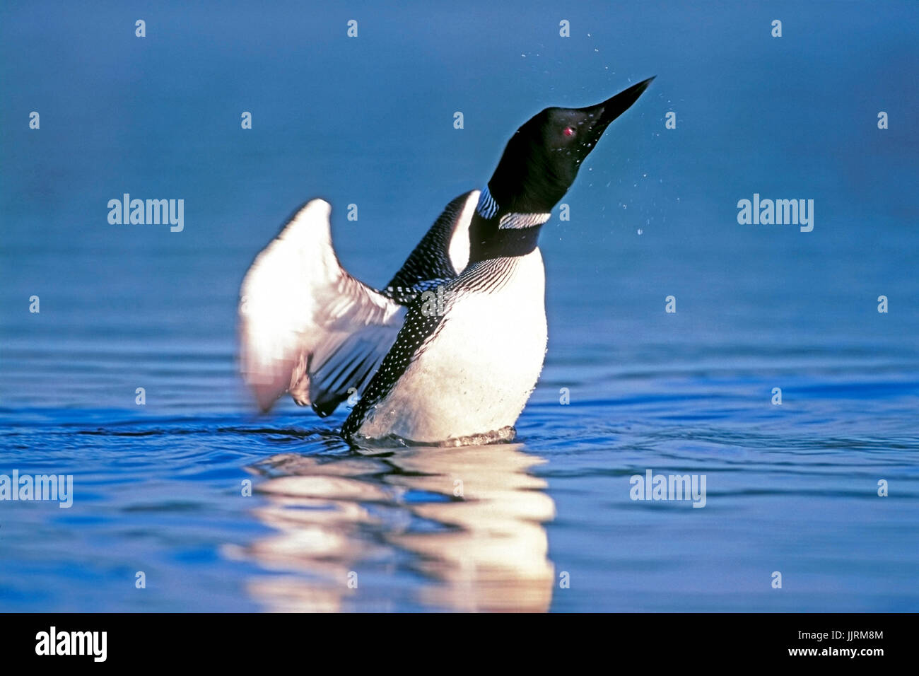 Great Northern Diver o Common Loon in piedi in acqua, testa shacking, spruzzi d'acqua Foto Stock