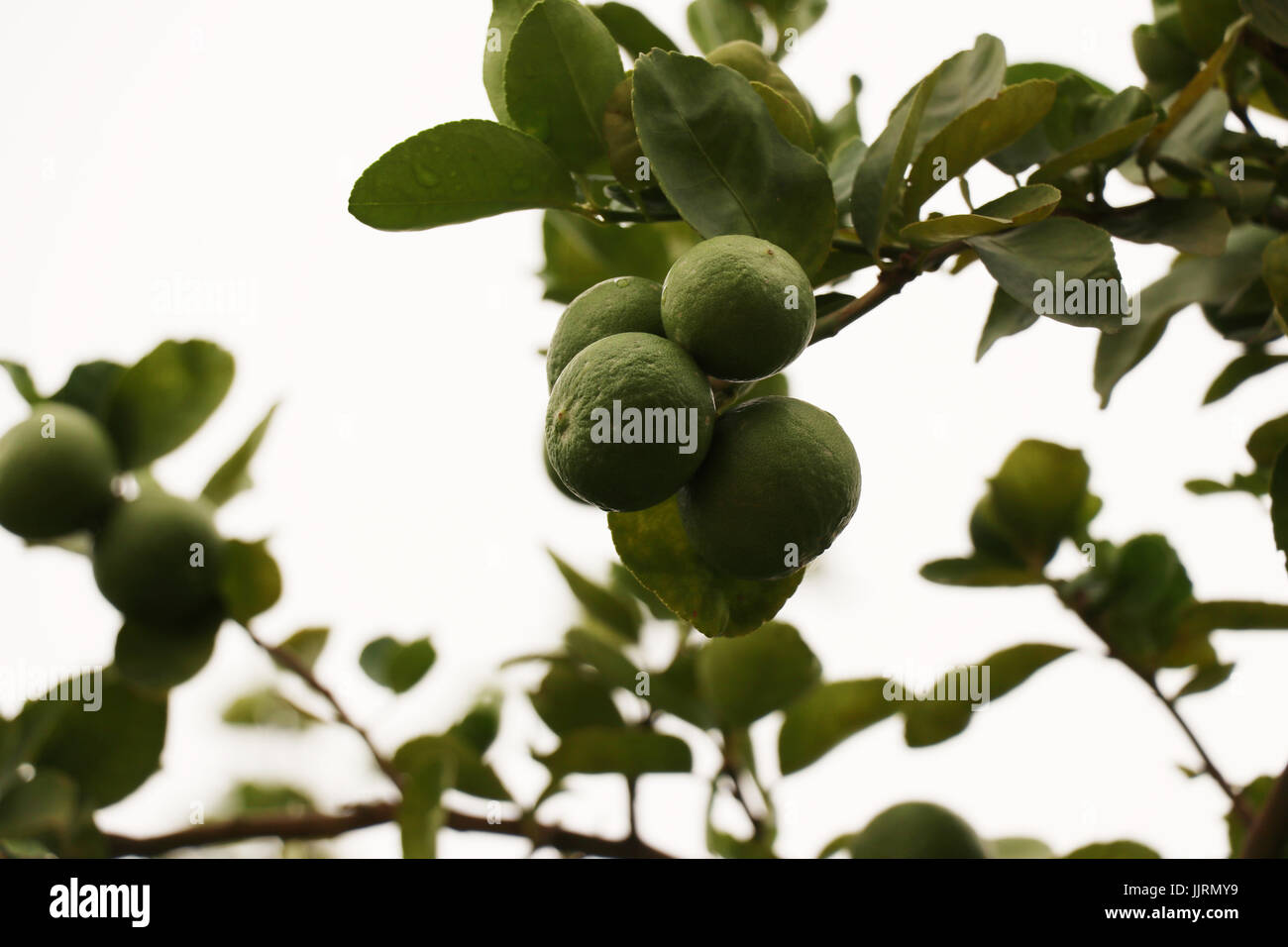 Gruppo di lime tree in fondo naturale,uno della specie Citrus,è ricco di vitamina C e spesso utilizzato per mettere in risalto i sapori dei cibi e bevande Foto Stock