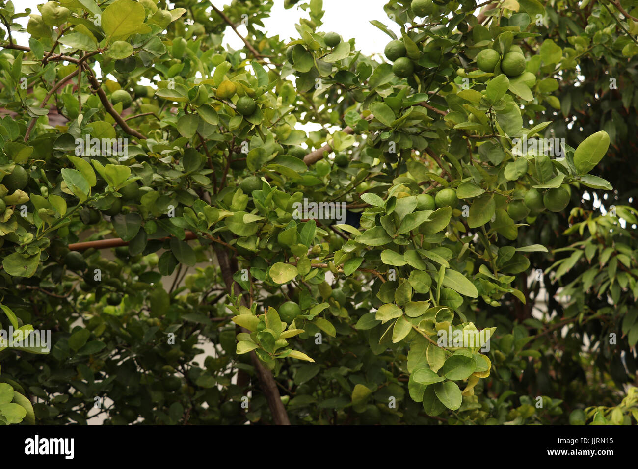 Gruppo di lime tree in fondo naturale,uno della specie Citrus,è ricco di vitamina C e spesso utilizzato per mettere in risalto i sapori dei cibi e bevande Foto Stock