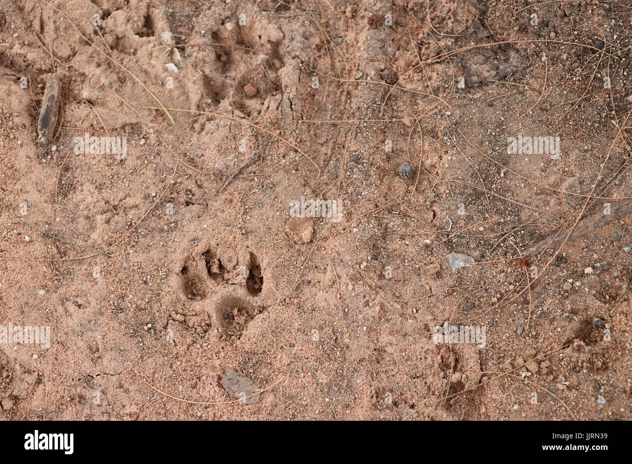 Impronta del piede di animale sul terreno,massa messa a fuoco lo sfondo su animale foot print Foto Stock