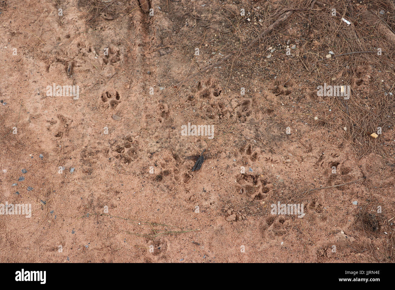 Impronta del piede di animale sul terreno,massa messa a fuoco lo sfondo su animale foot print Foto Stock