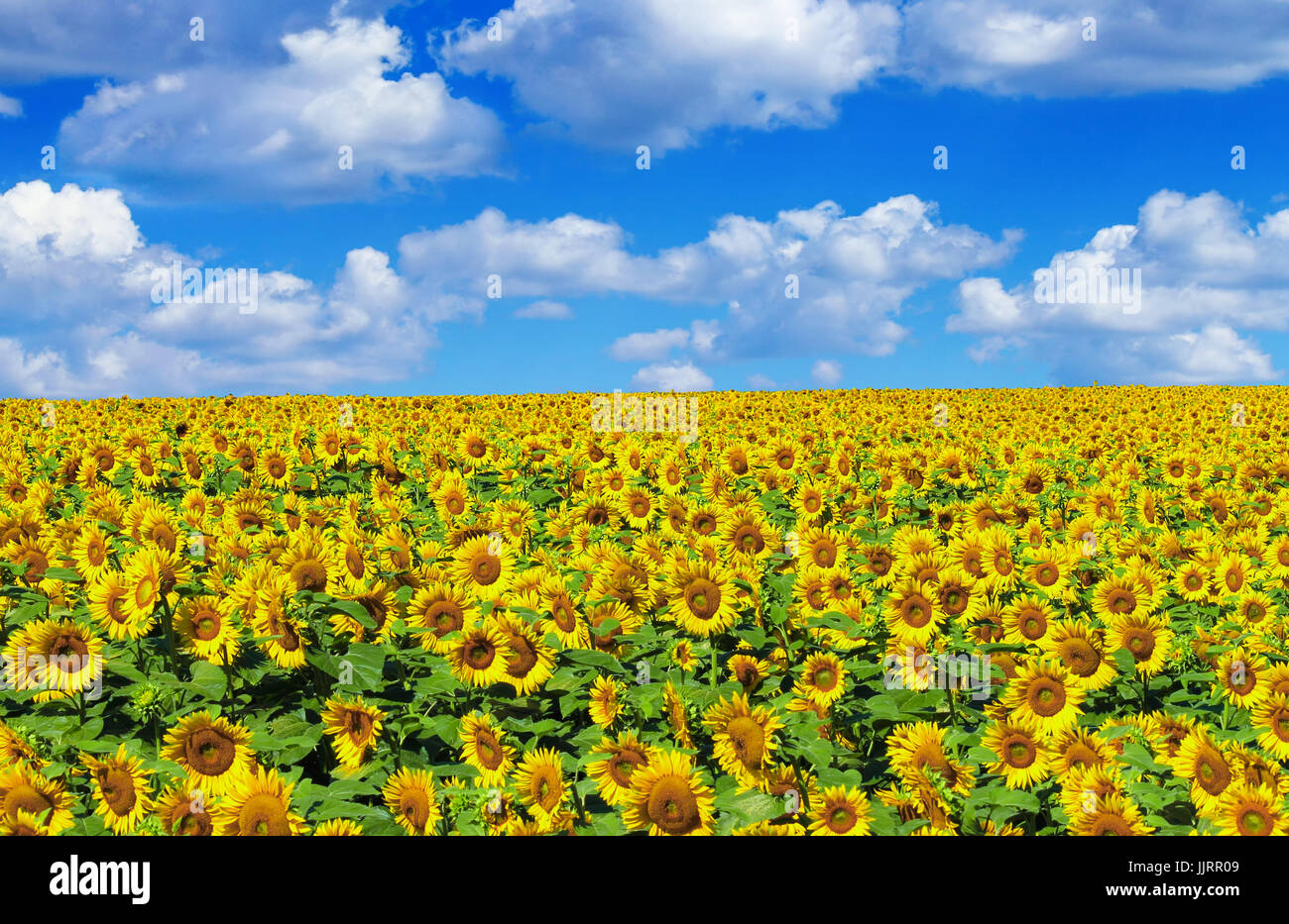 Campo di girasoli con cielo blu Foto Stock