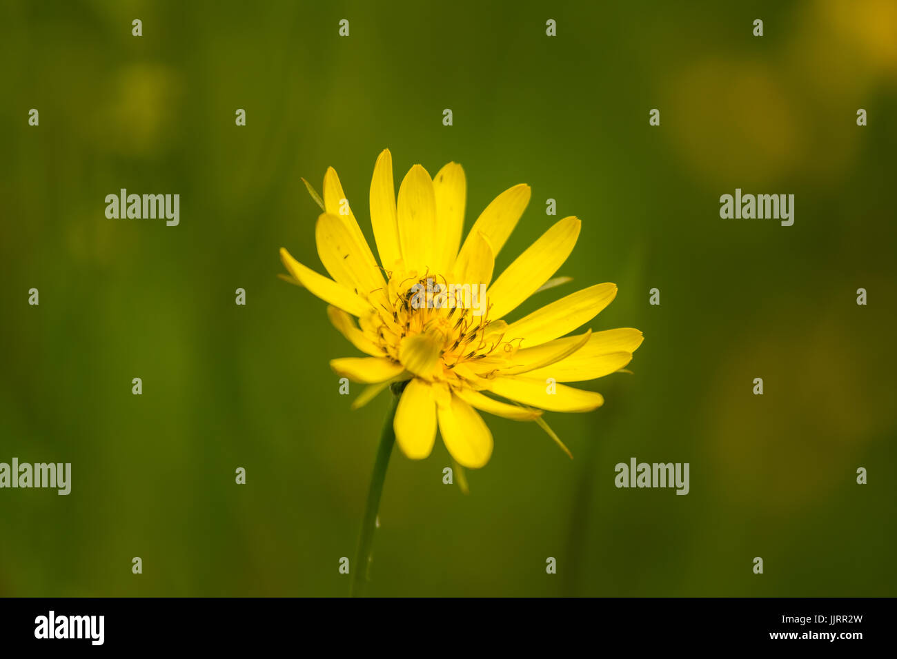 Bellissimo fiore giallo fioritura nel prato Foto Stock