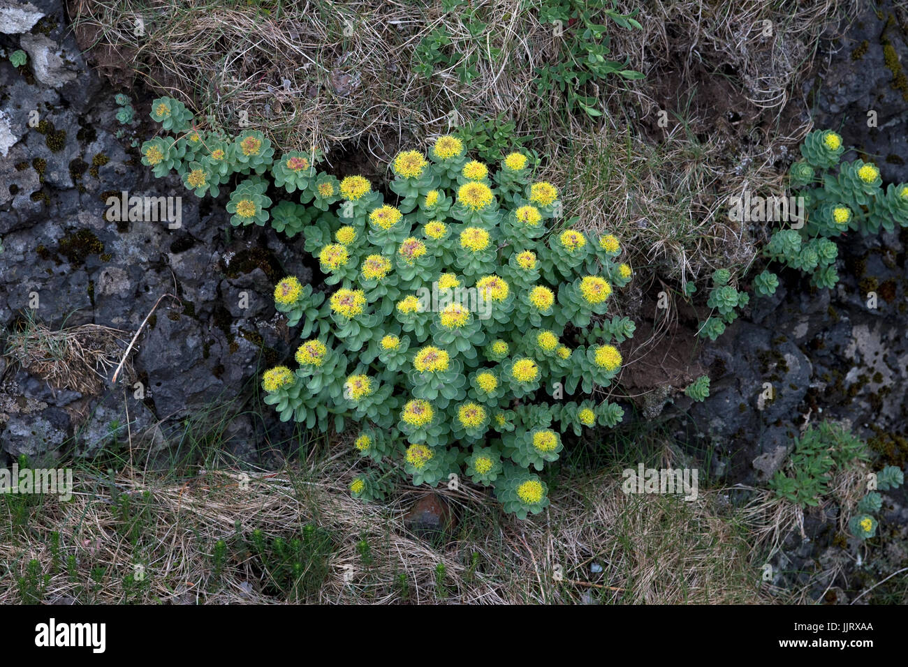 Roseroot (Rhodiola rosea) Foto Stock