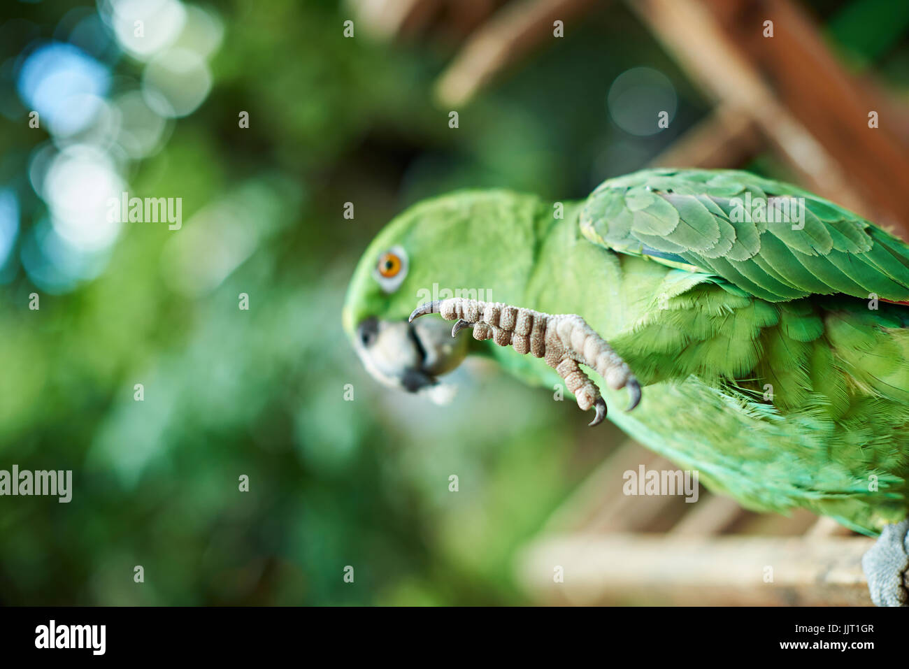 Gamba di pappagallo verde di close-up. Pappagallo di puntamento di uccelli con una gamba su sfondo sfocato Foto Stock