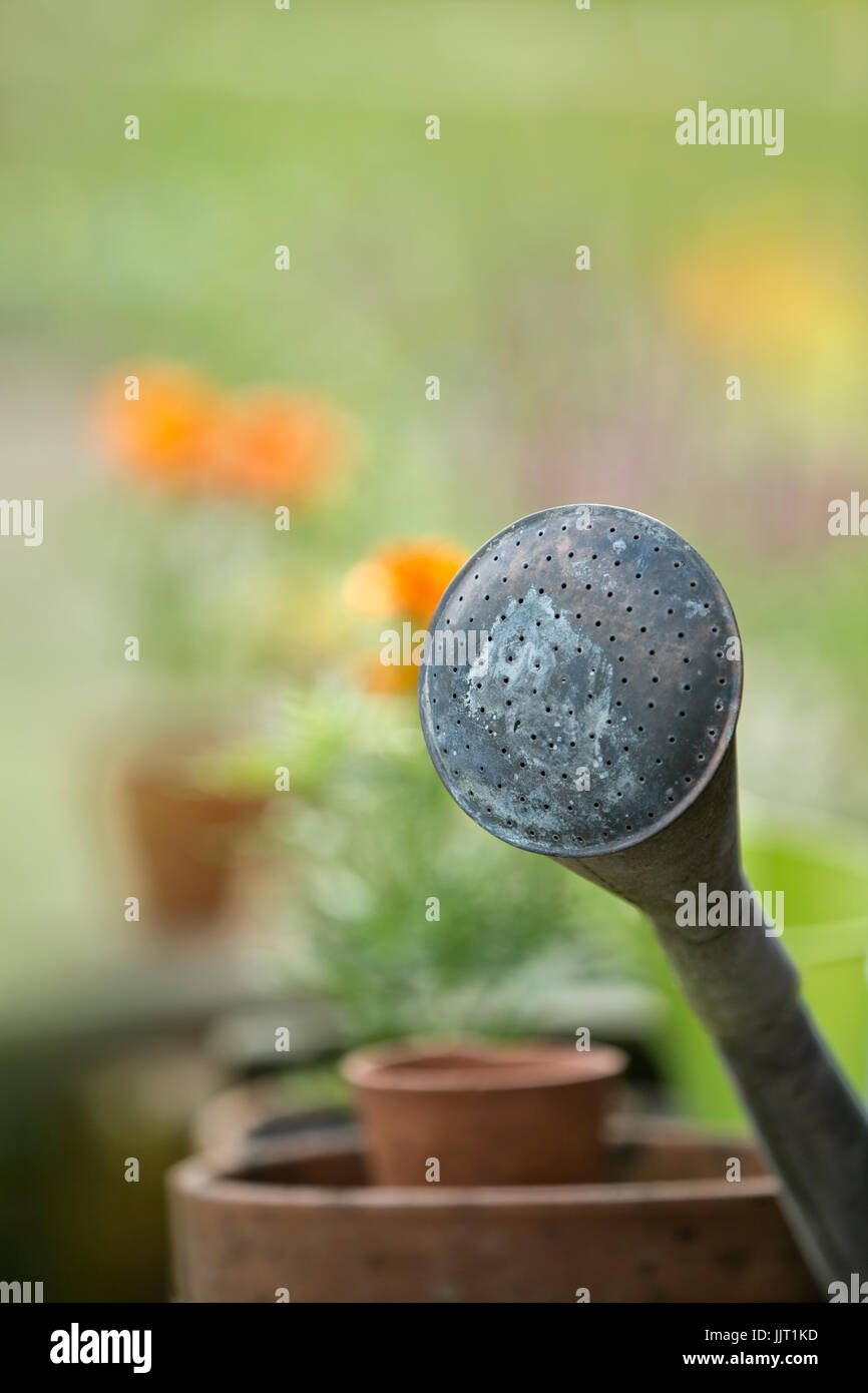 Annaffiatoio rosa degli sprinkler. Foto Stock