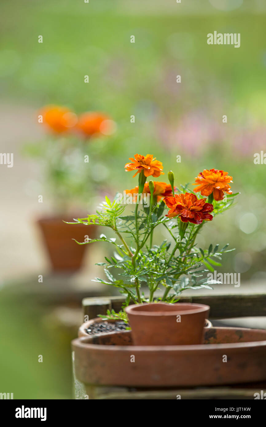 Tagetes in pentole di creta. Foto Stock