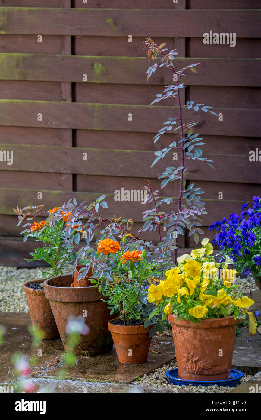 Fiori in vasi di argilla in un giardino cottage. Foto Stock
