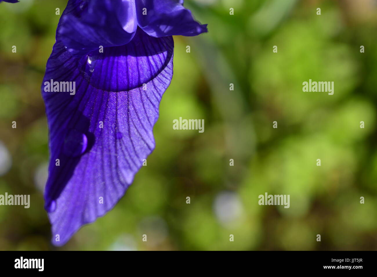 Petalo di iris con una goccia di acqua dopo una pioggia Foto Stock