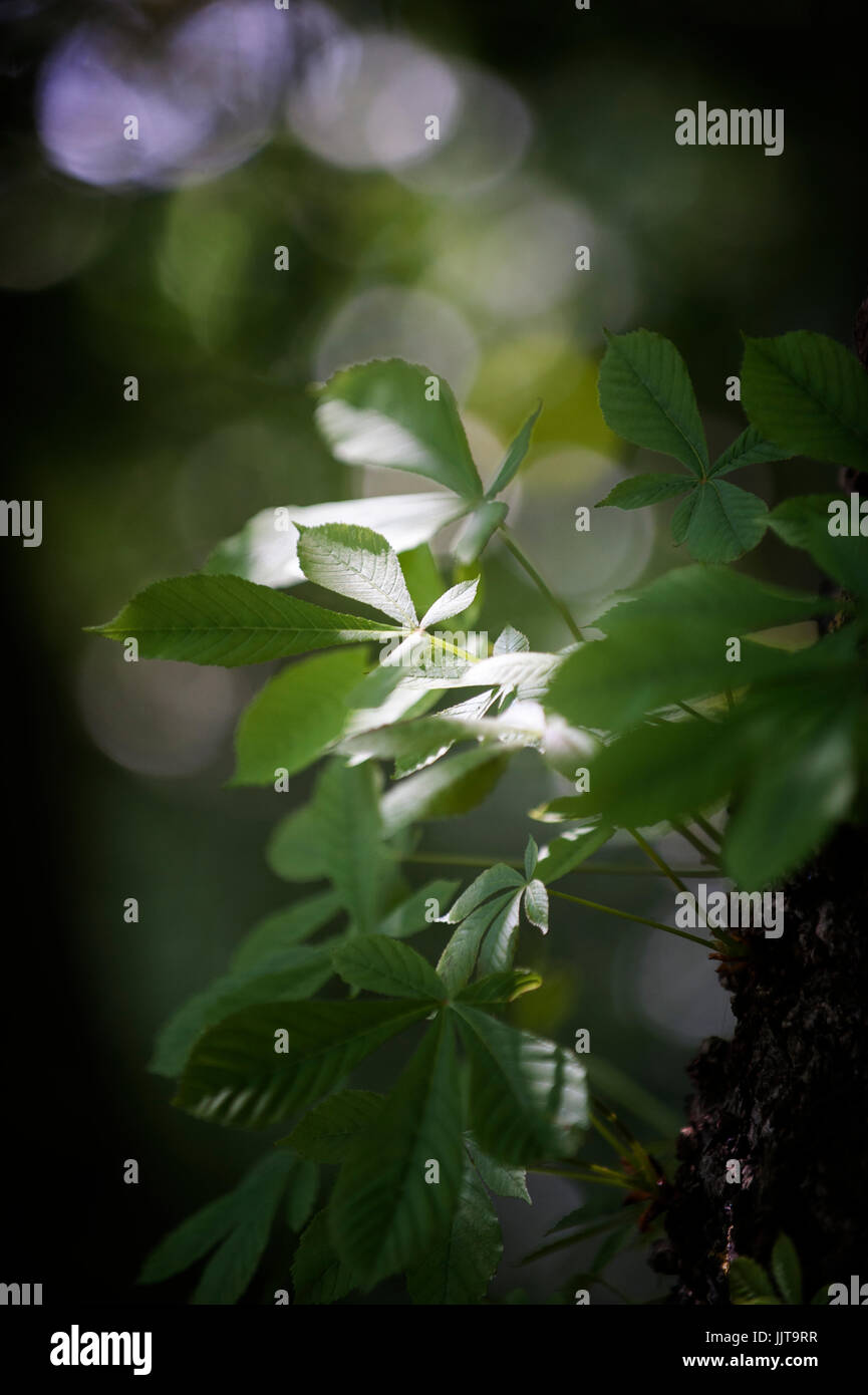 Ippocastano Aesculus hippocastanum in pezzata luce solare Foto Stock
