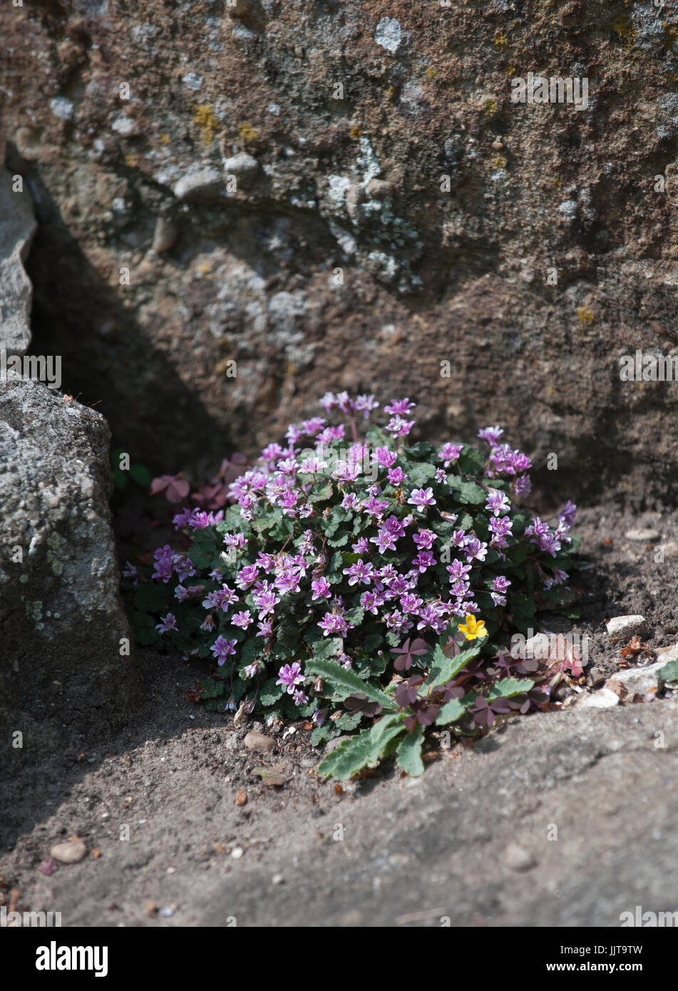 Eritrichium nanum Foto Stock