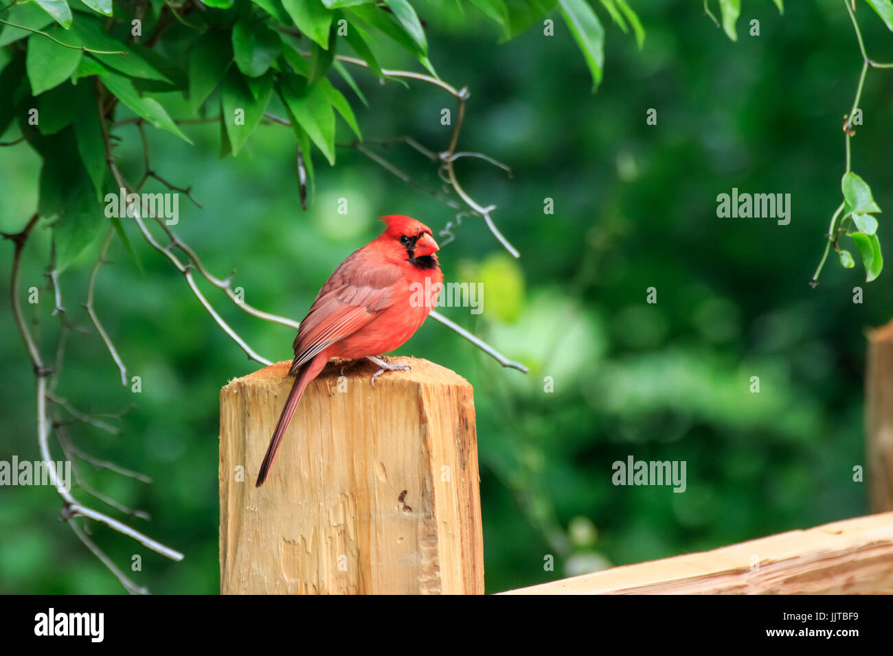 Un luminoso rosso cardinale sorge su di un palo da recinzione in Martin Natura Park in Oklahoma City Foto Stock