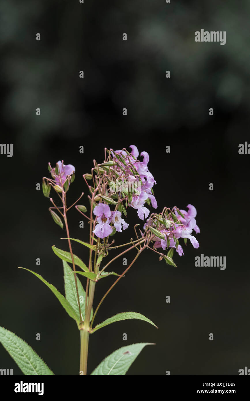 Himalayan (Balsamina Impatiens glandulifera) in fiore Foto Stock