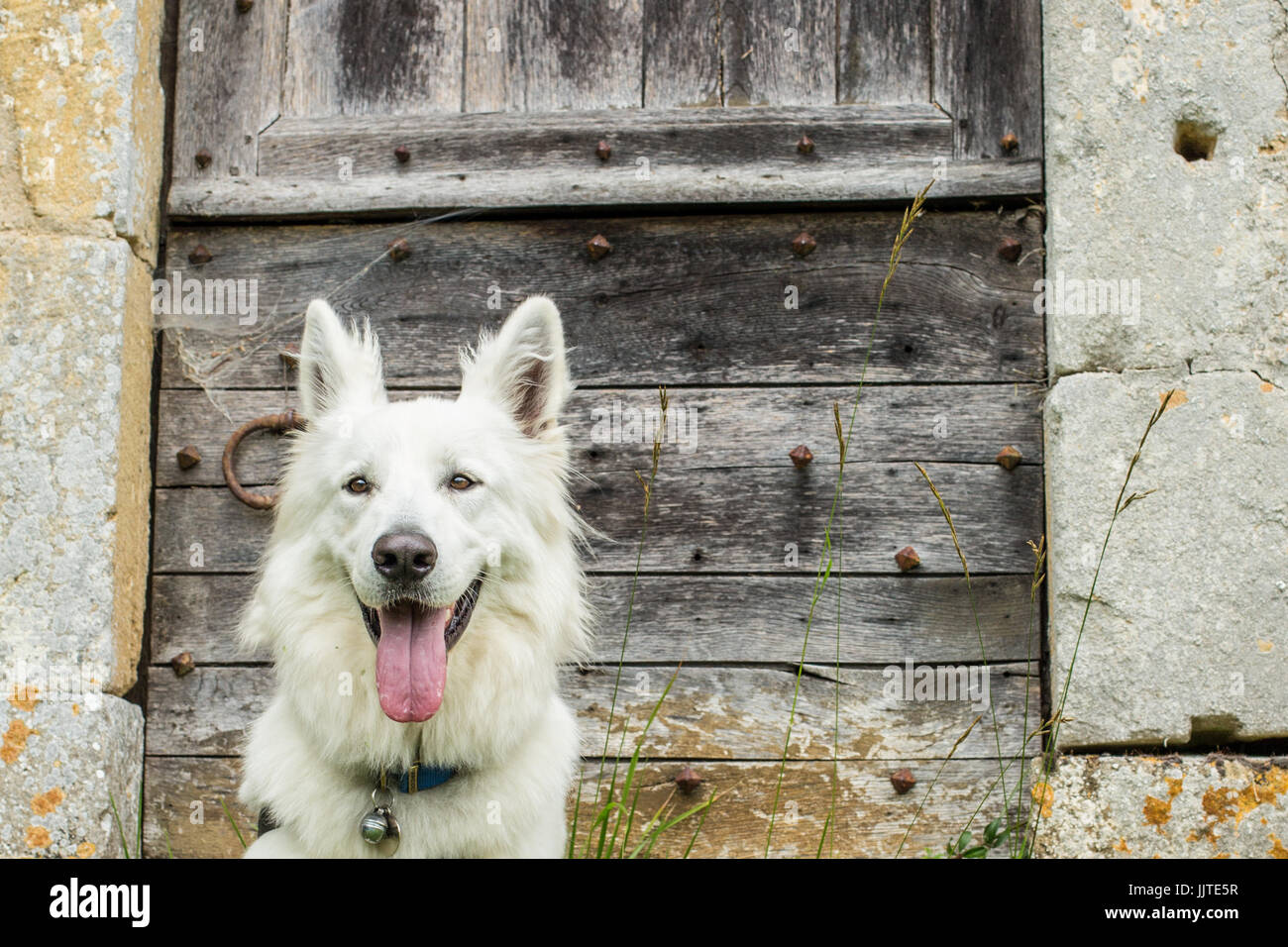 Un Berger Blanc Suisse (o bianco Pastore) si siede con la lingua di fuori di neonati di un vecchio fienile in legno porta. Foto Stock